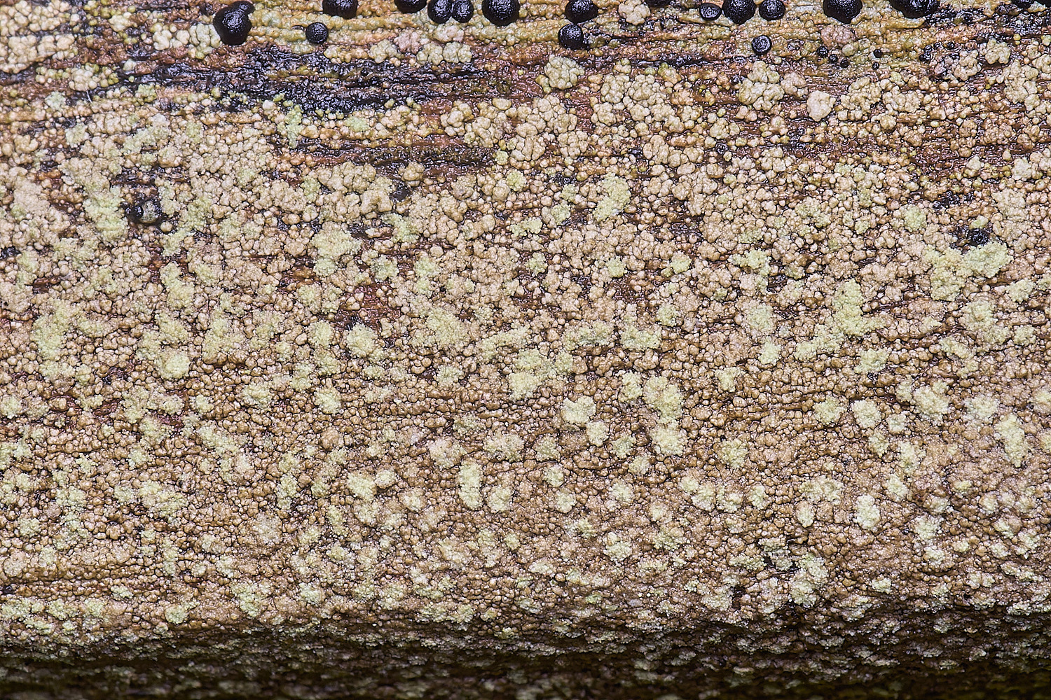 HolkhamUnknown110126-1