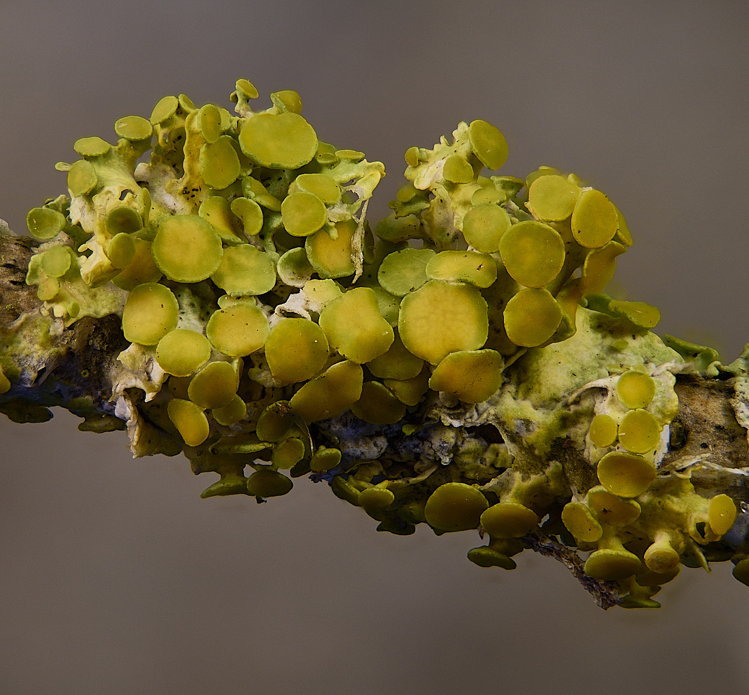 HolkhamXparietina110126-2