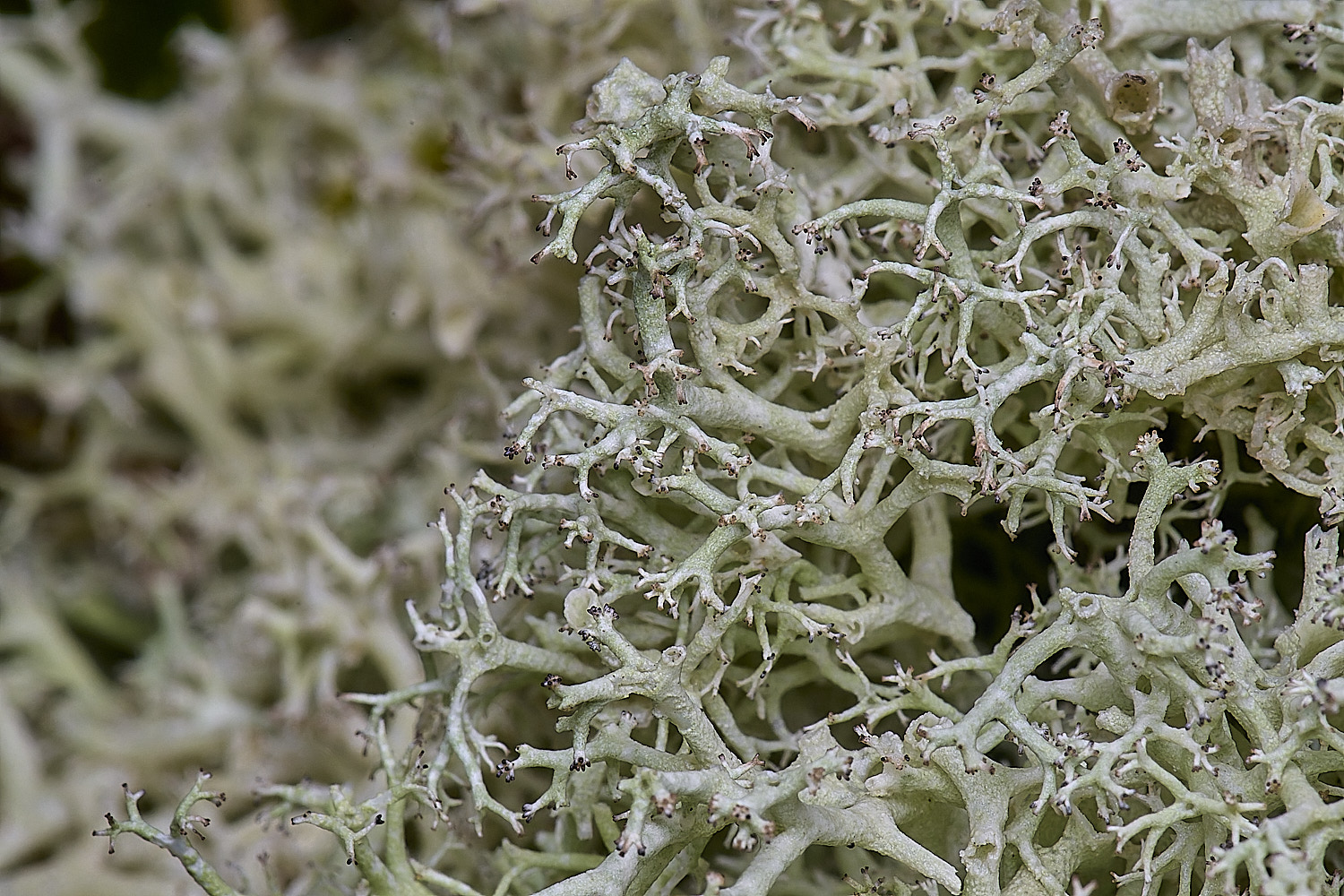 HolkhanCladoniacilataVartenuis110126-1