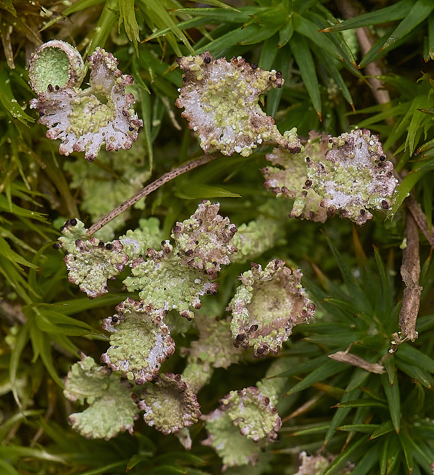 HorseyCchlorophaeaSp020226-1