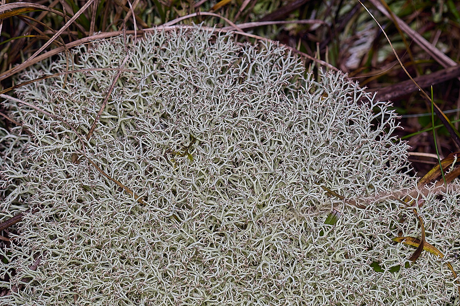 HorseyCciliata020226-1