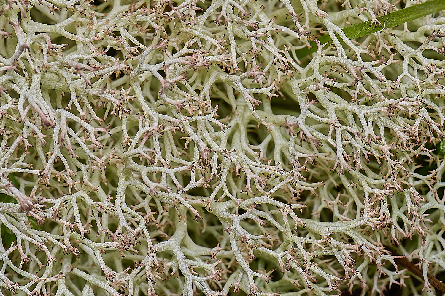 HorseyCciliata020226-10