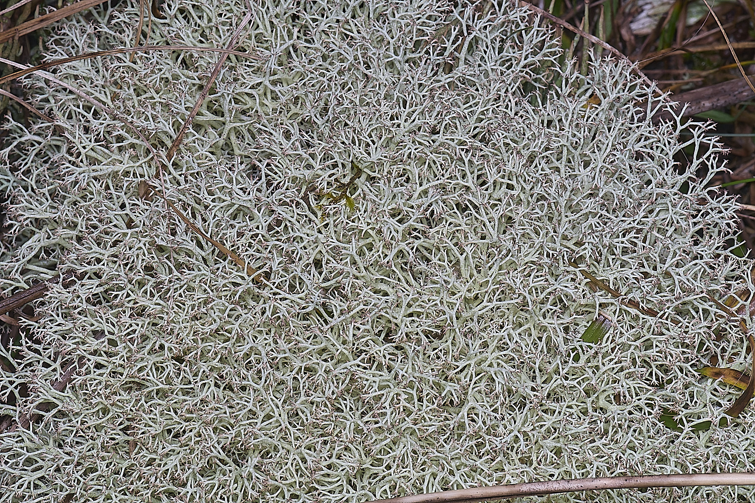 HorseyCciliata020226-11