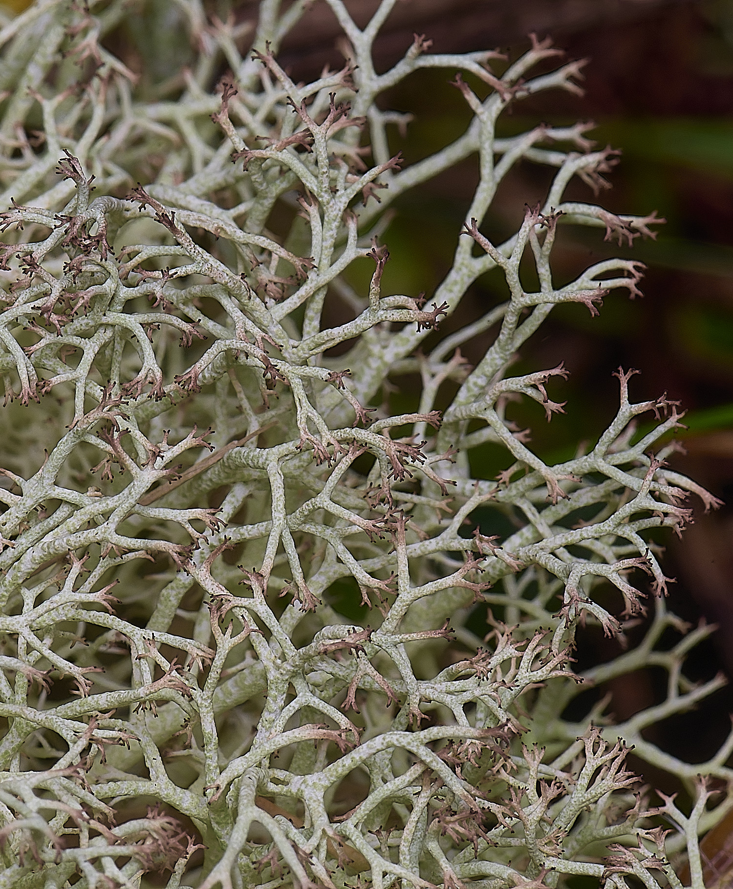 HorseyCciliata020226-5