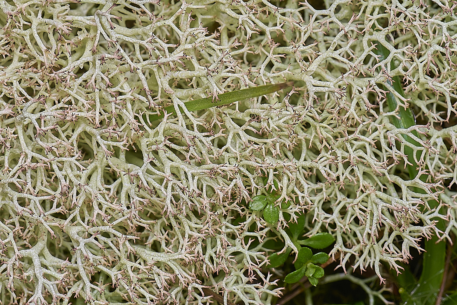 HorseyCciliata020226-6