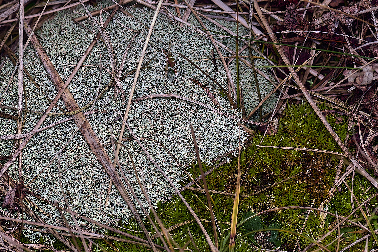 HorseyCciliata020226-9