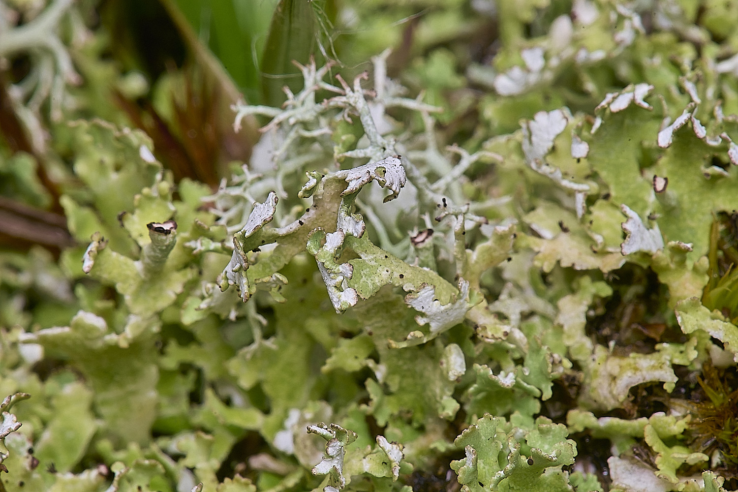 HorseyCfoliaxea020226-1