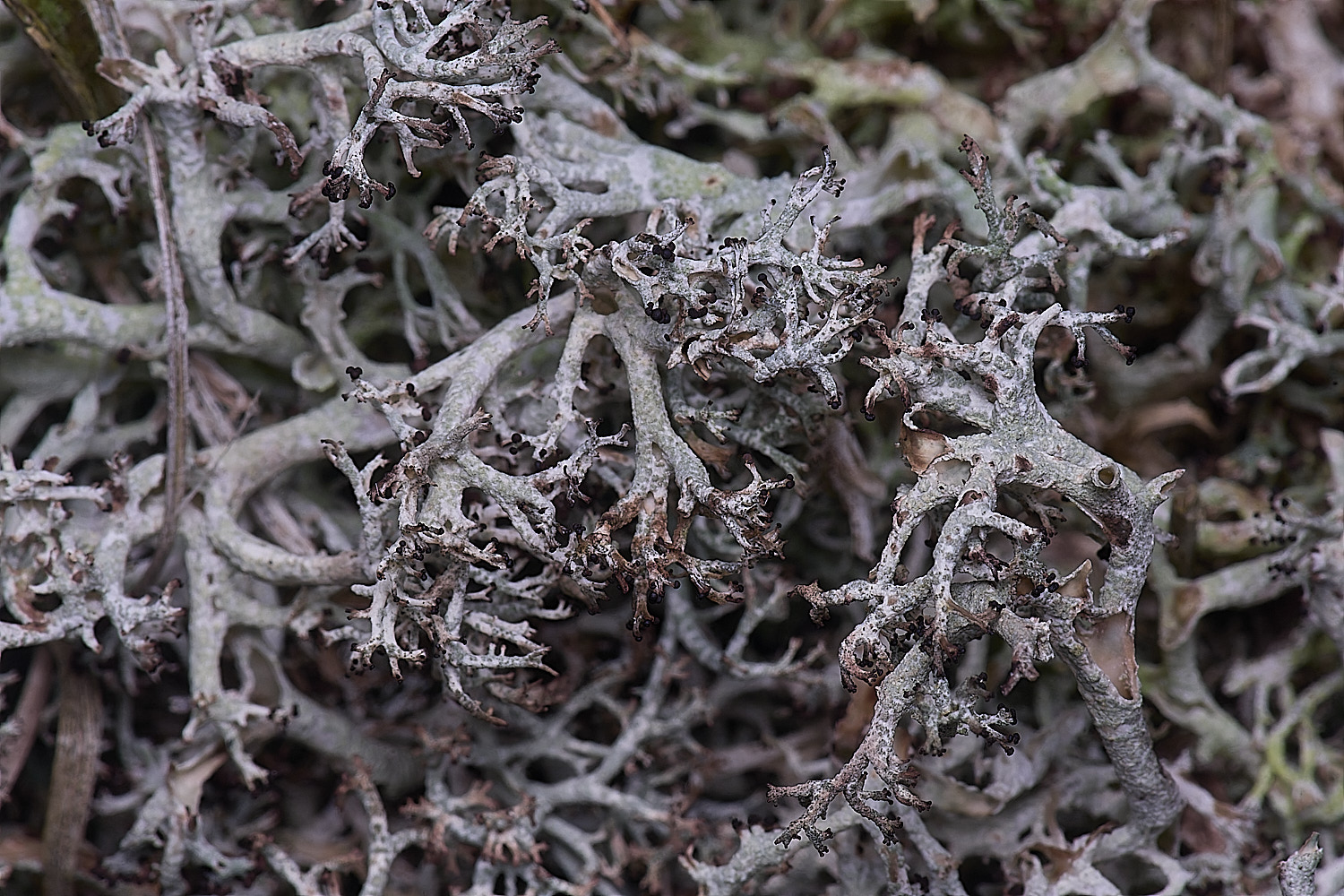 HorseyCladonia0240126-1