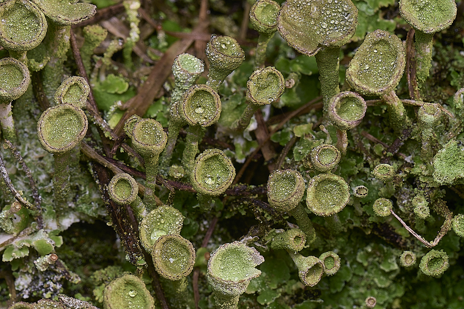 HorseyCladonia1240126-2