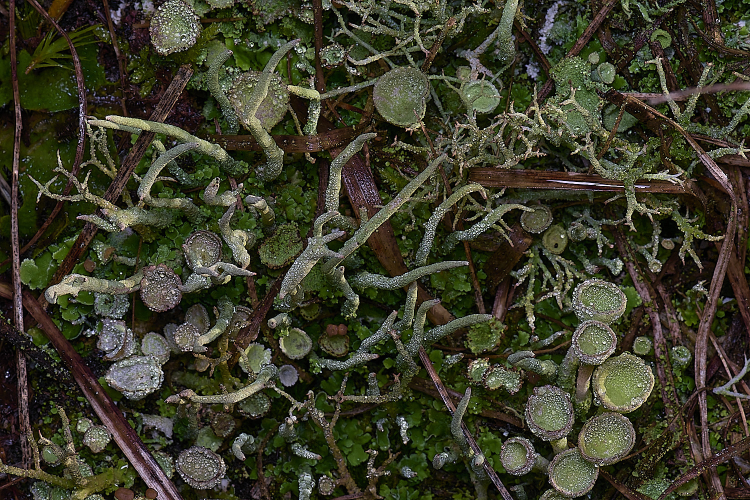 HorseyCladonia1240126-3