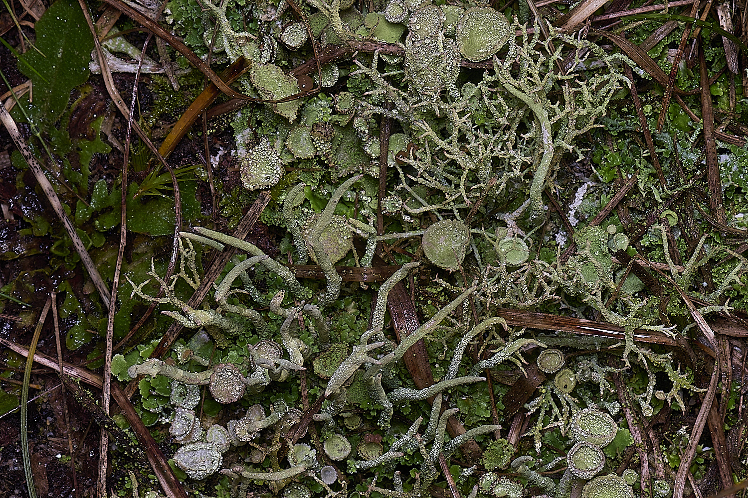 HorseyCladonia1240126-4