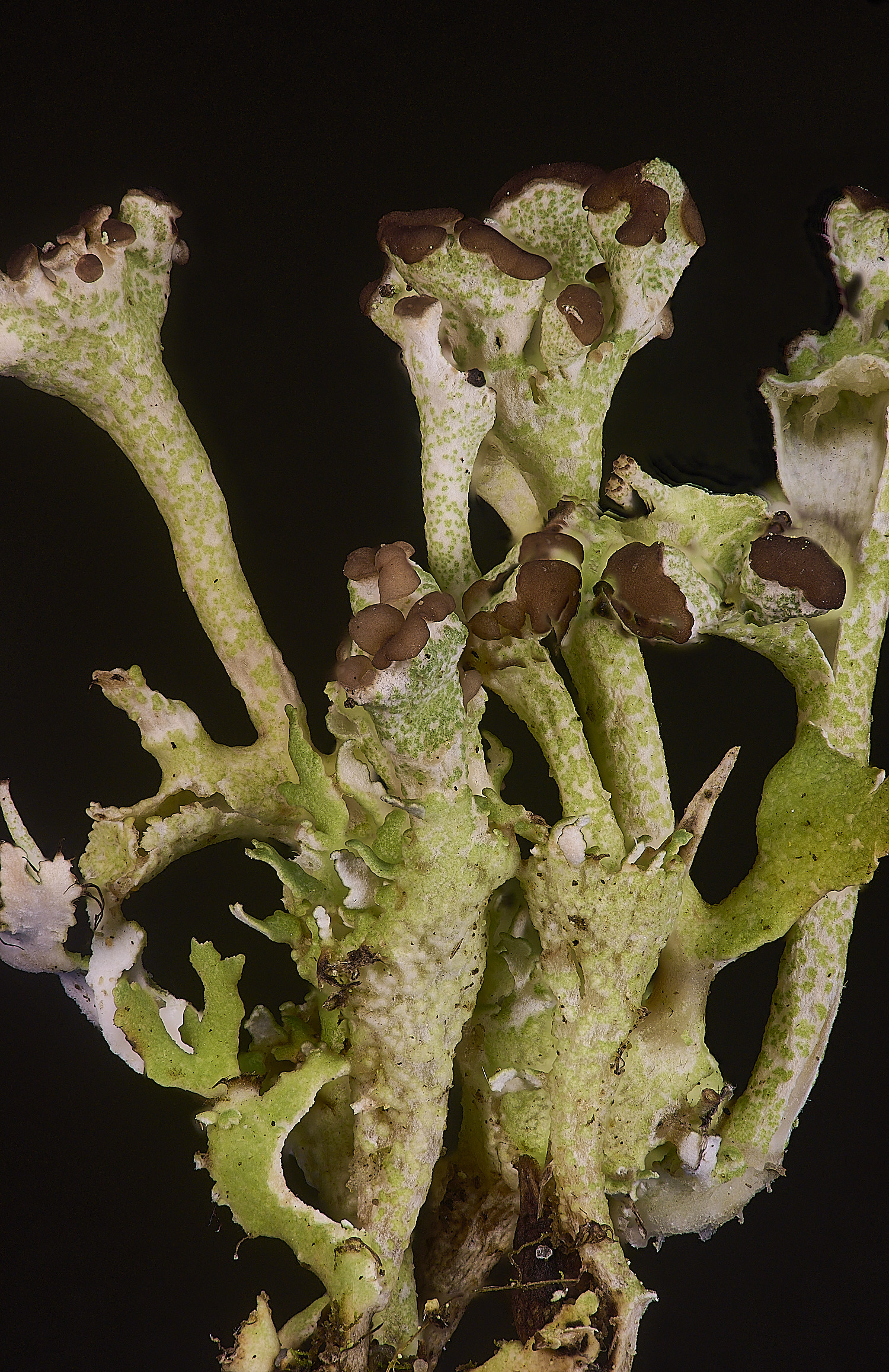 HorseyCladonia3240126-5