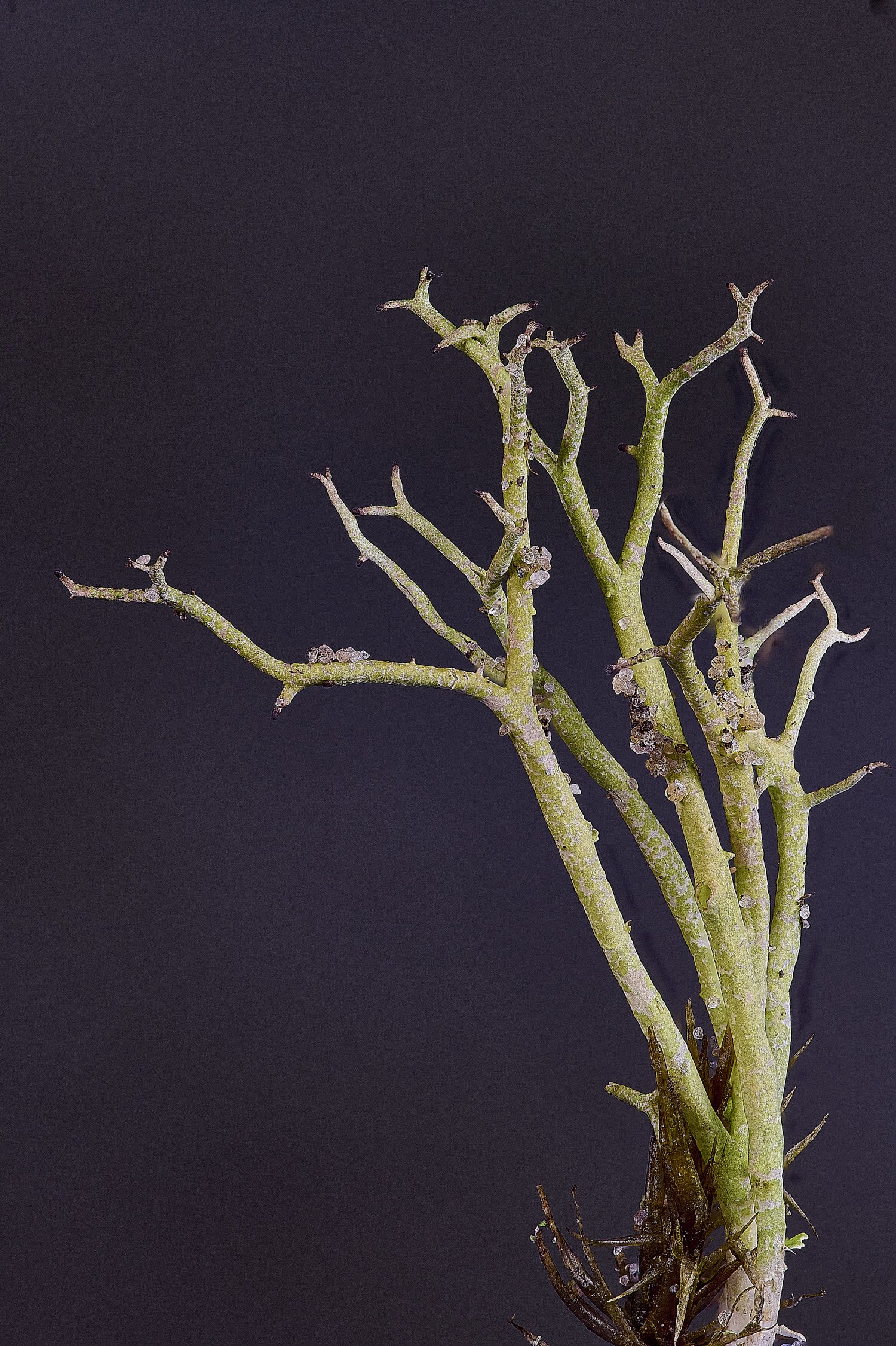 HorseyCladonia4240126-1