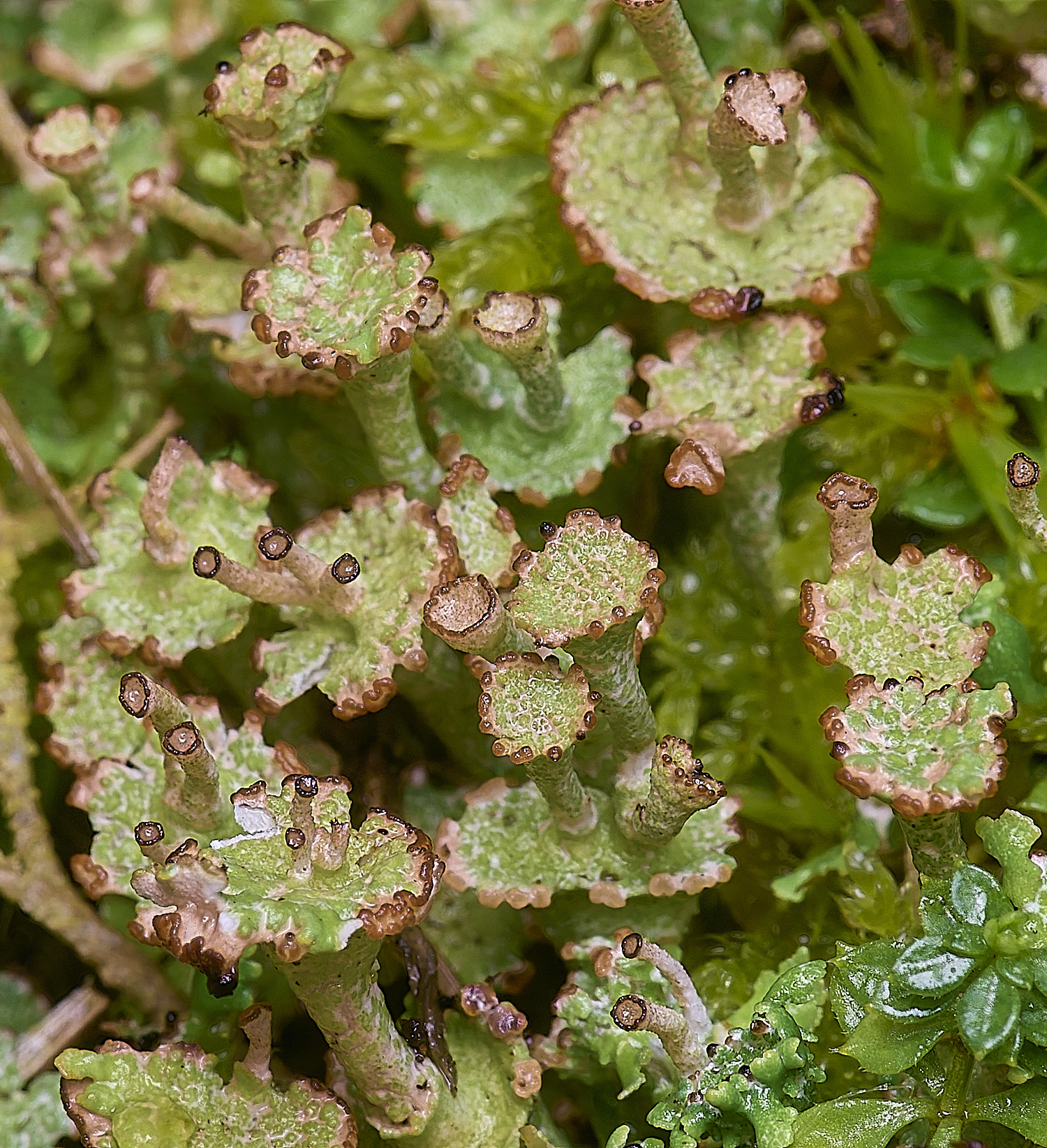 HorseyCladoniacervicornis120226-3