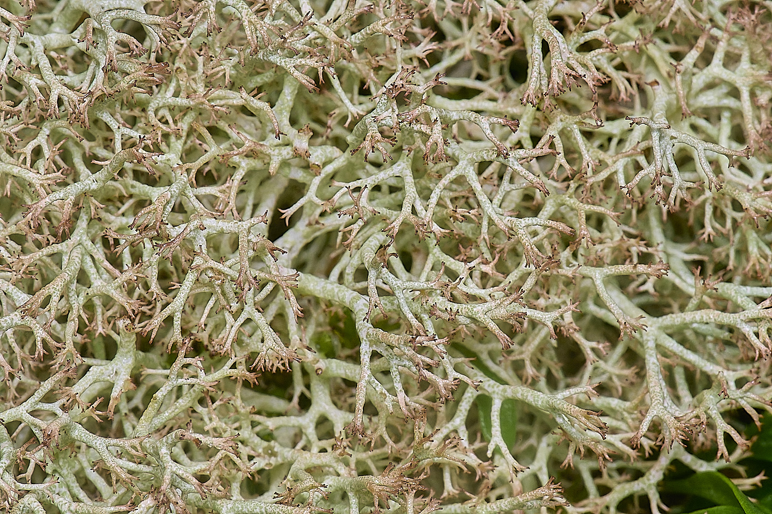 HorseyCladoniaciliatavtenuis120226-1