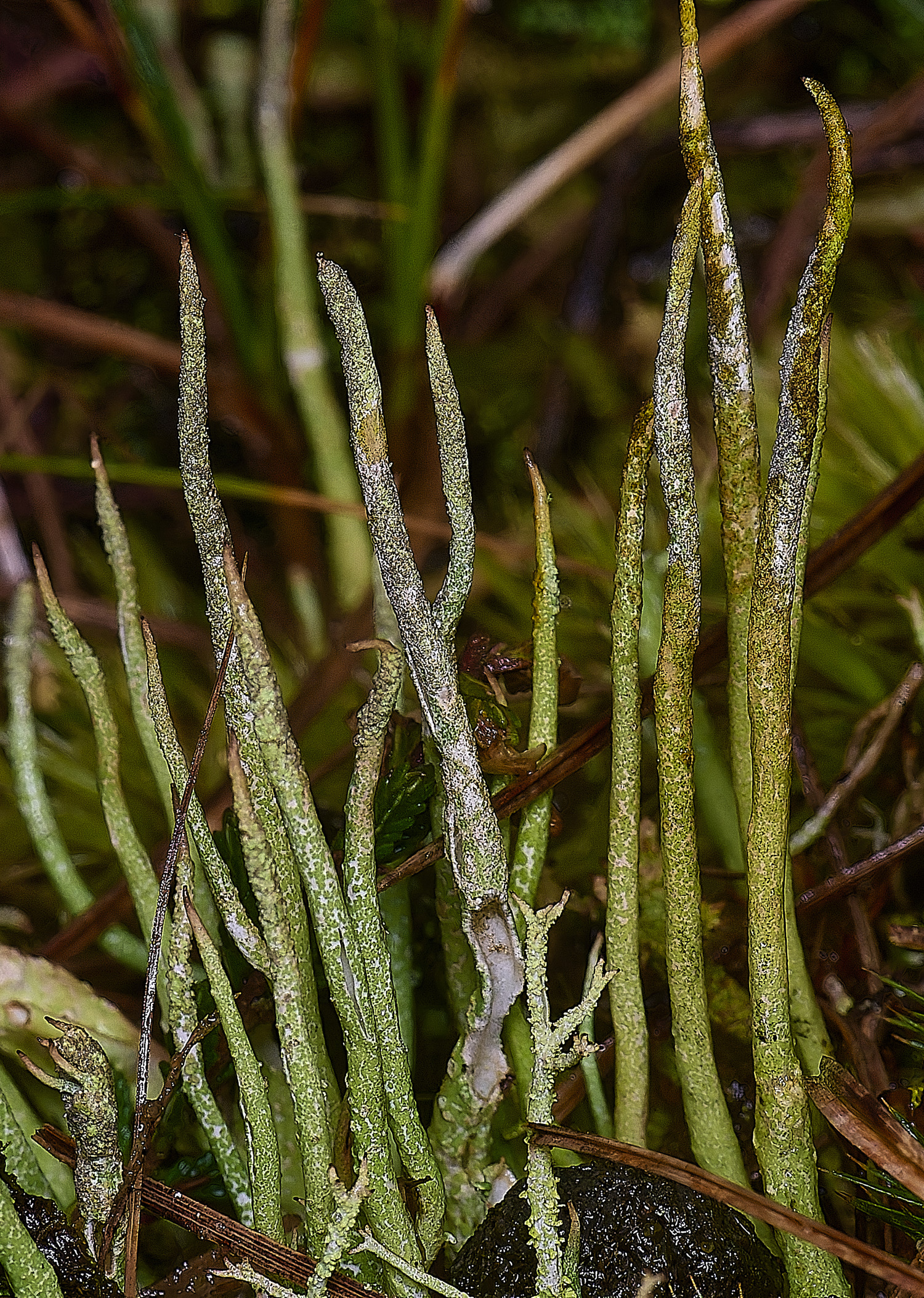 HorseyCladoniacornuta120226-3 1