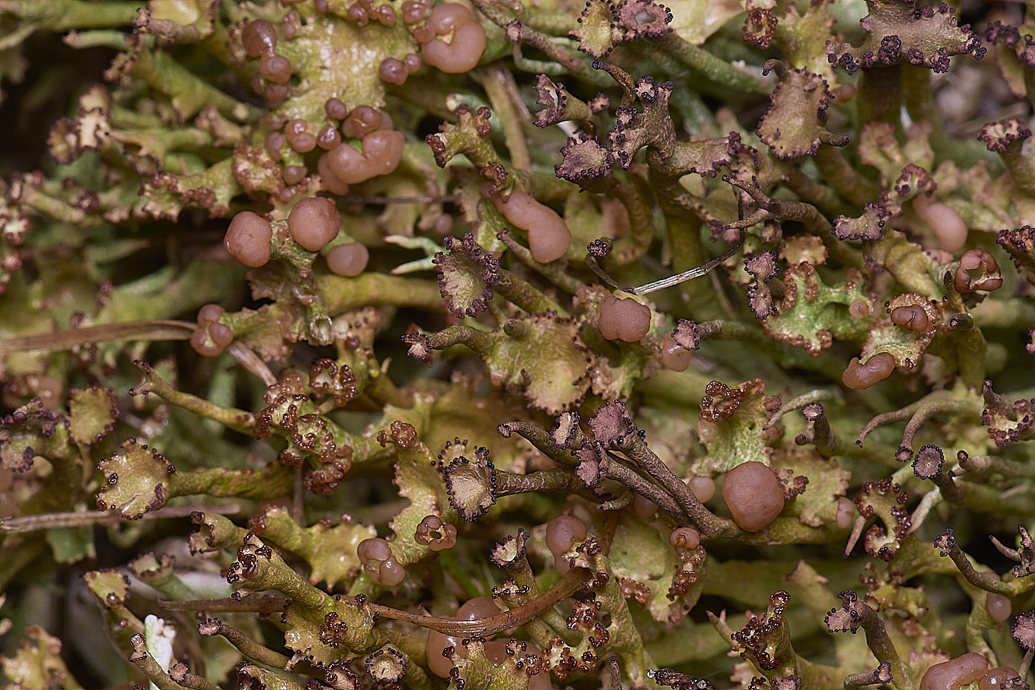 HorseyCladoniagracilis240126-1