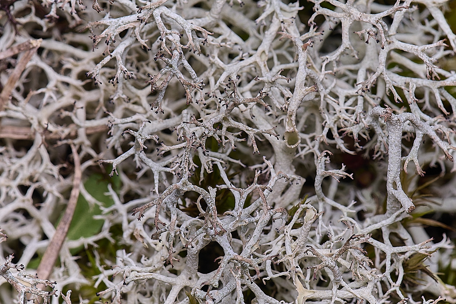 HorseyCladoniaportentosa240126-2