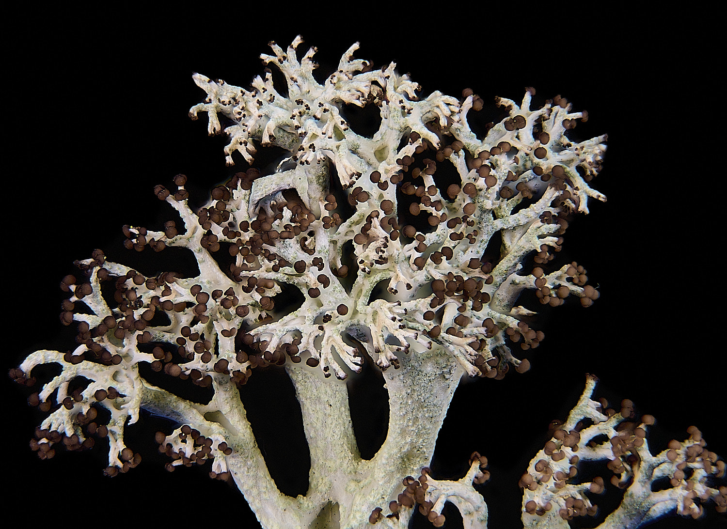 HorseyCladoniaRangi240126-2