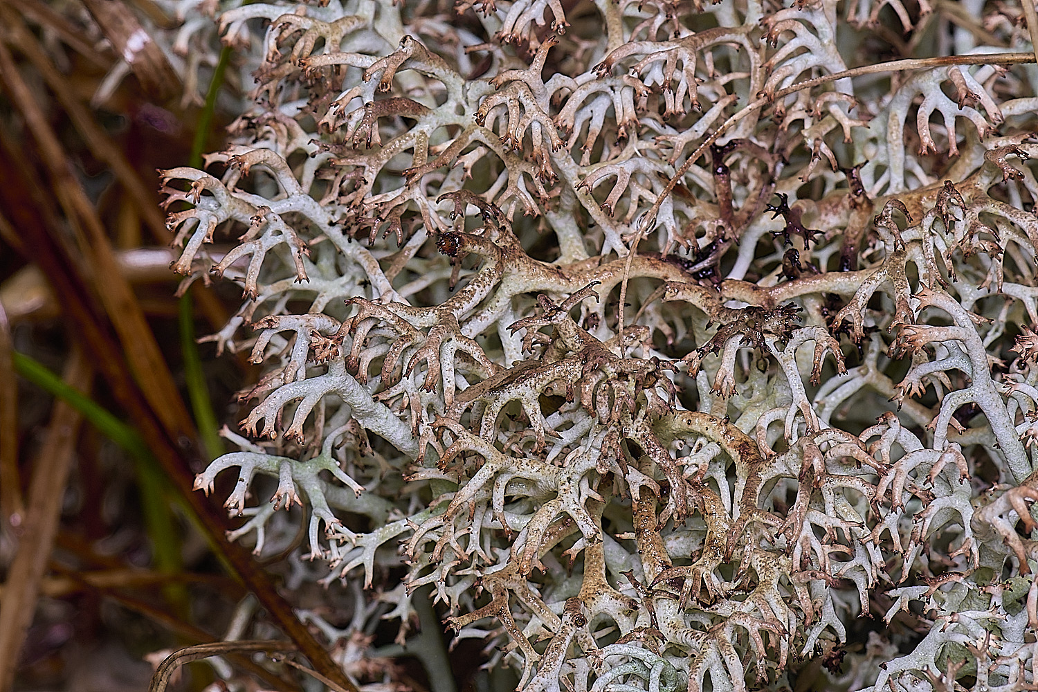 HorseyCladoniarangiferina120226-1