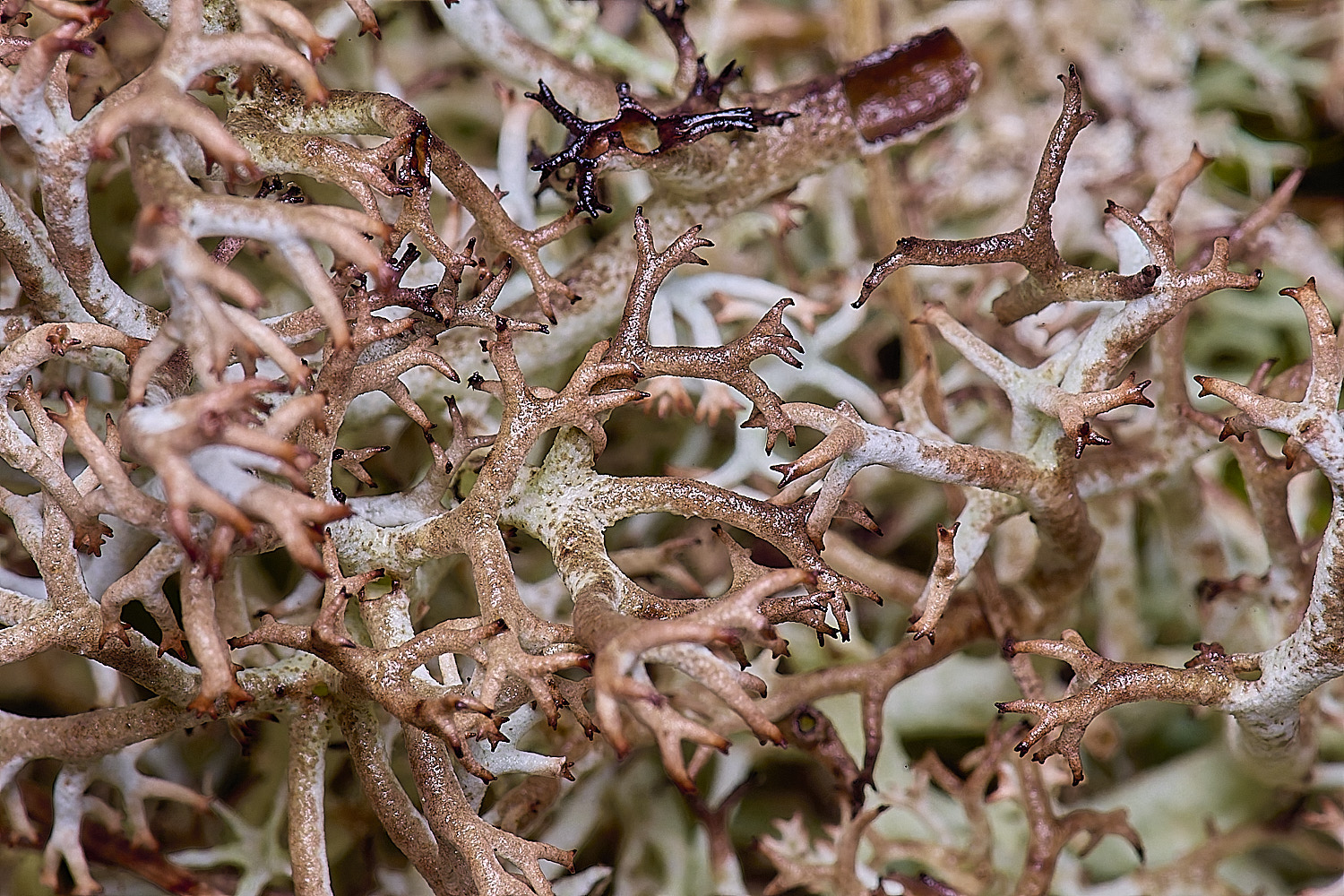 HorseyCladoniarangiferina120226-5