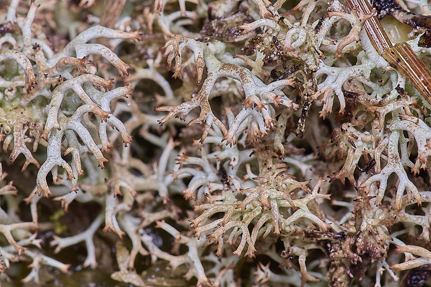 HorseyCladoniarangiferina120226-7