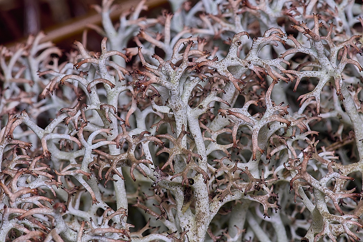 HorseyCladoniarangiferina120226-9