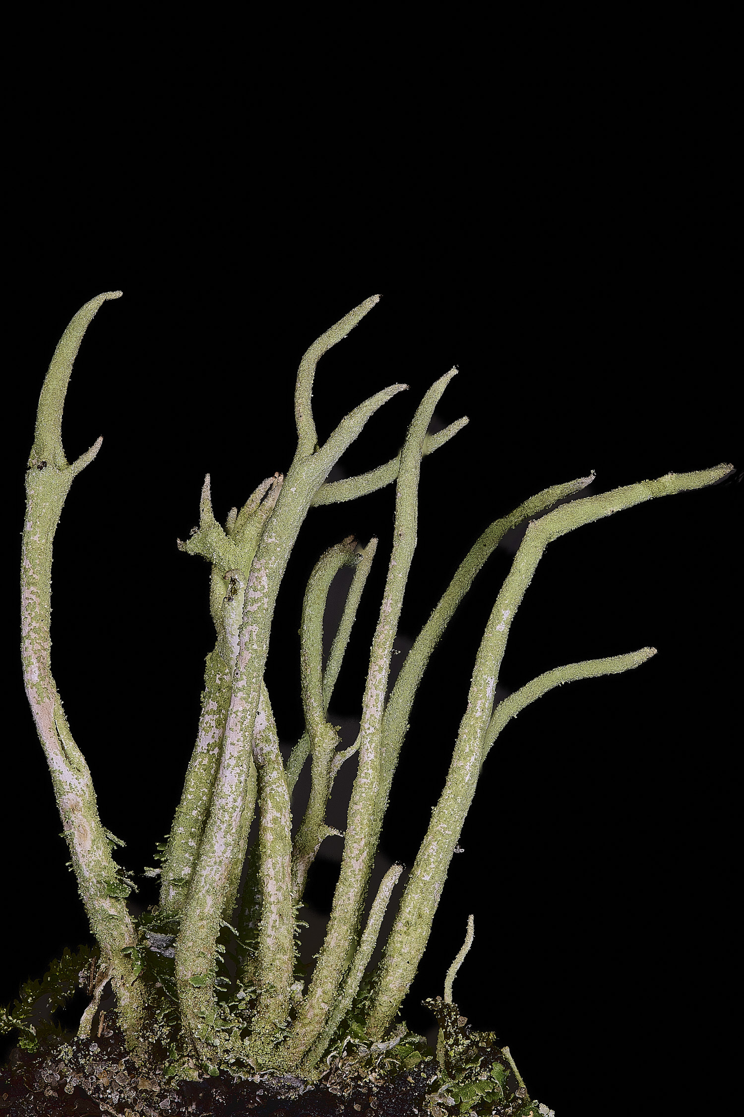 HorseyGapCglauca240126-1 1