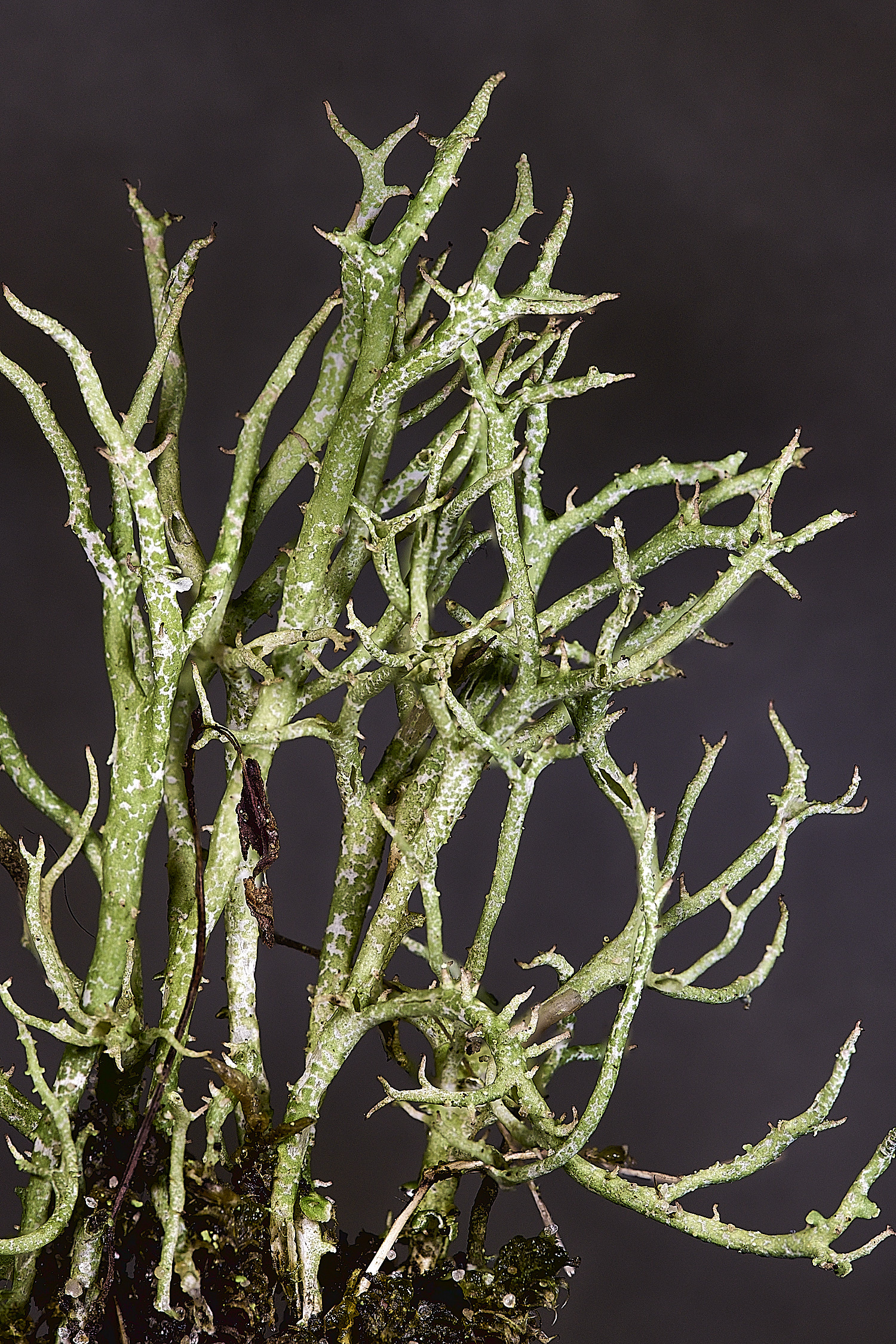 HorseyGapCladoniaSp240126-1