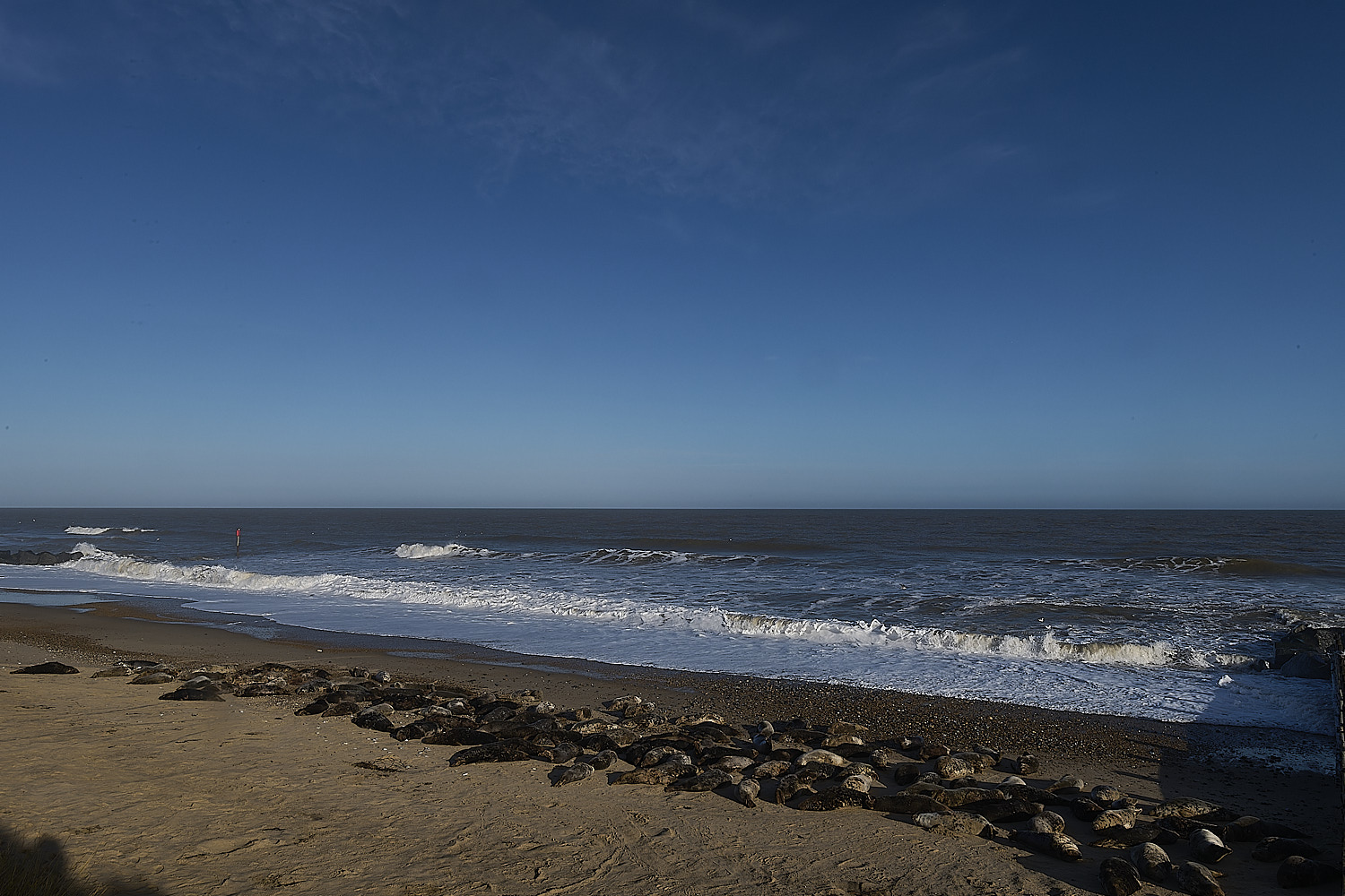 HorseygreySeal240126-0