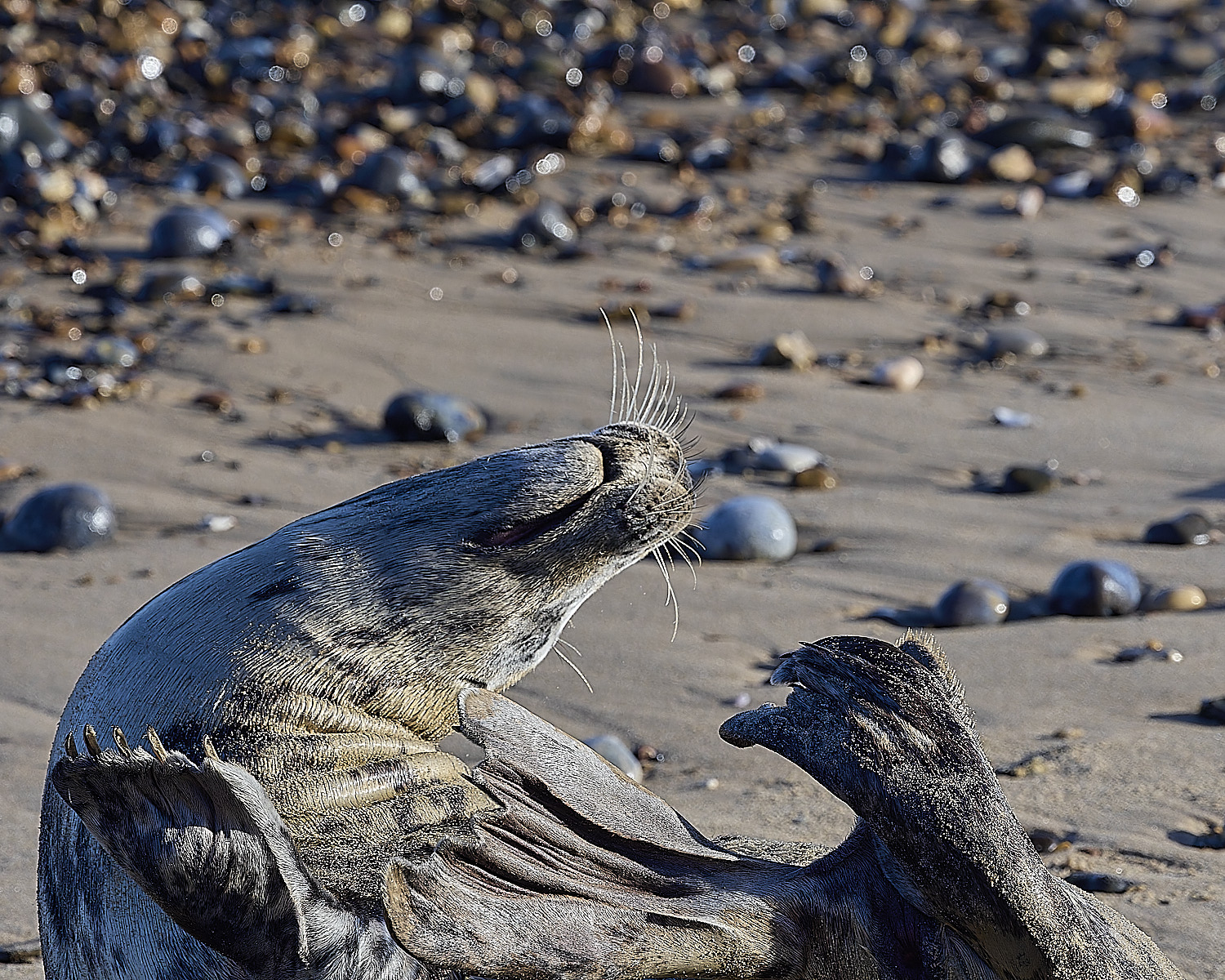 HorseyGreySeal240126-1