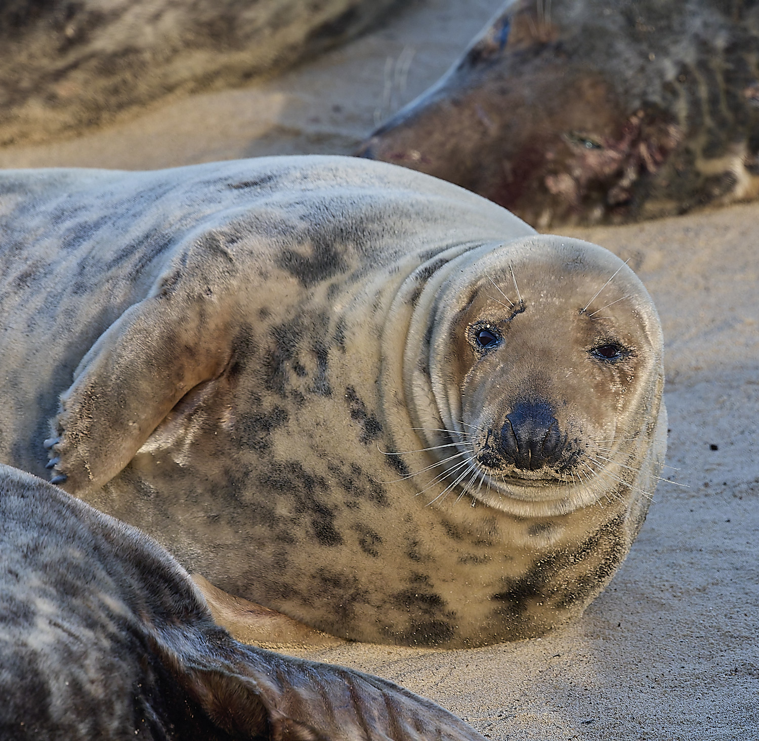 HorseyGreySeal240126-17