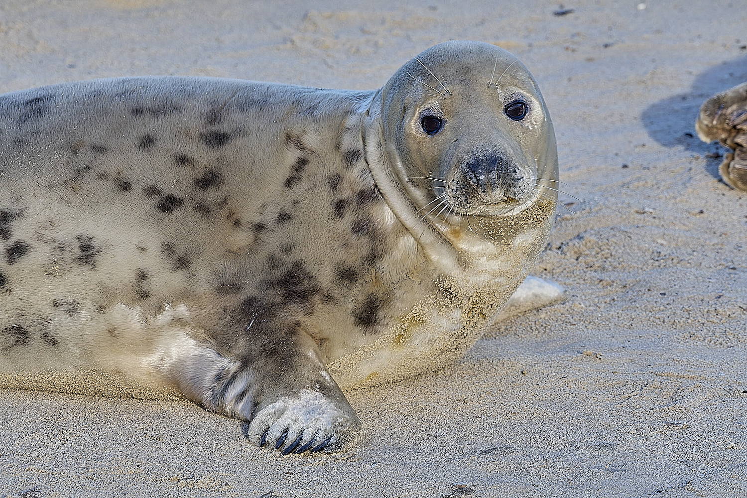 HorseyGreySeal240126-21