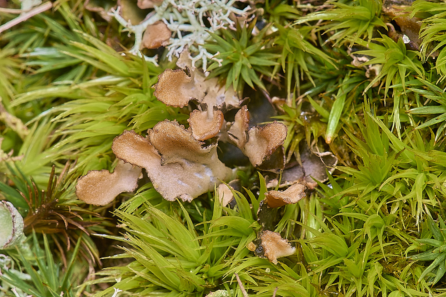 Horseyhymeninadicscop&#38;juniperinum020226-1