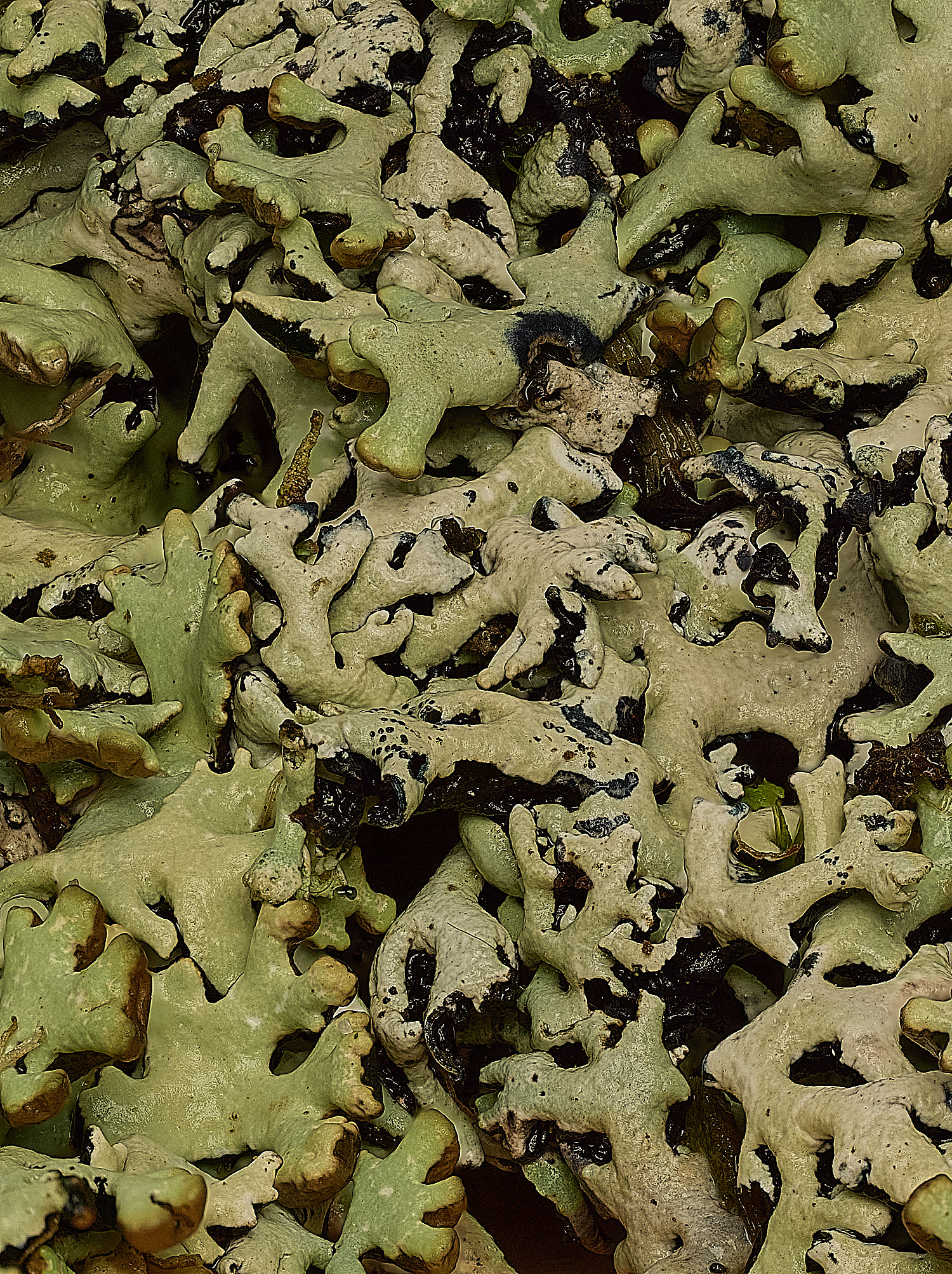 HorseyHypogymniaphysodes120226-1 1