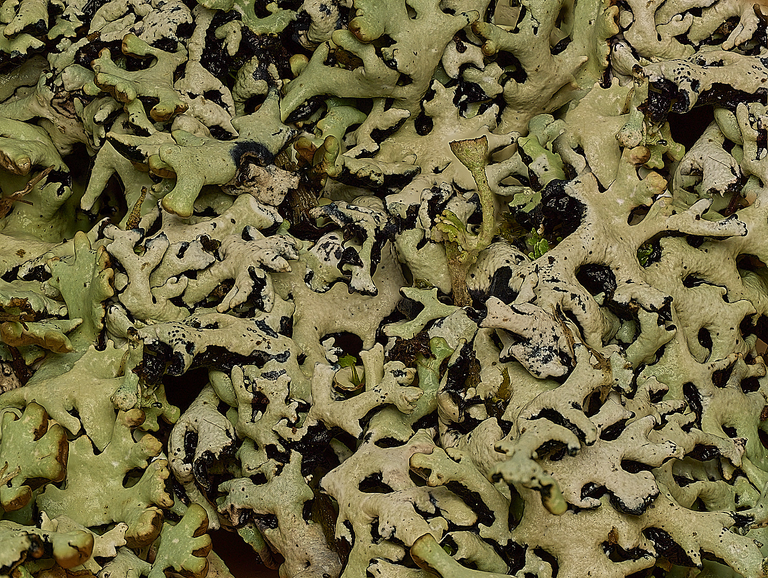 HorseyHypogymniaphysodes120226-1