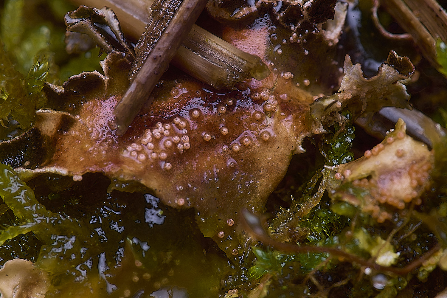 HorseyPronectriatenuispora120226-1