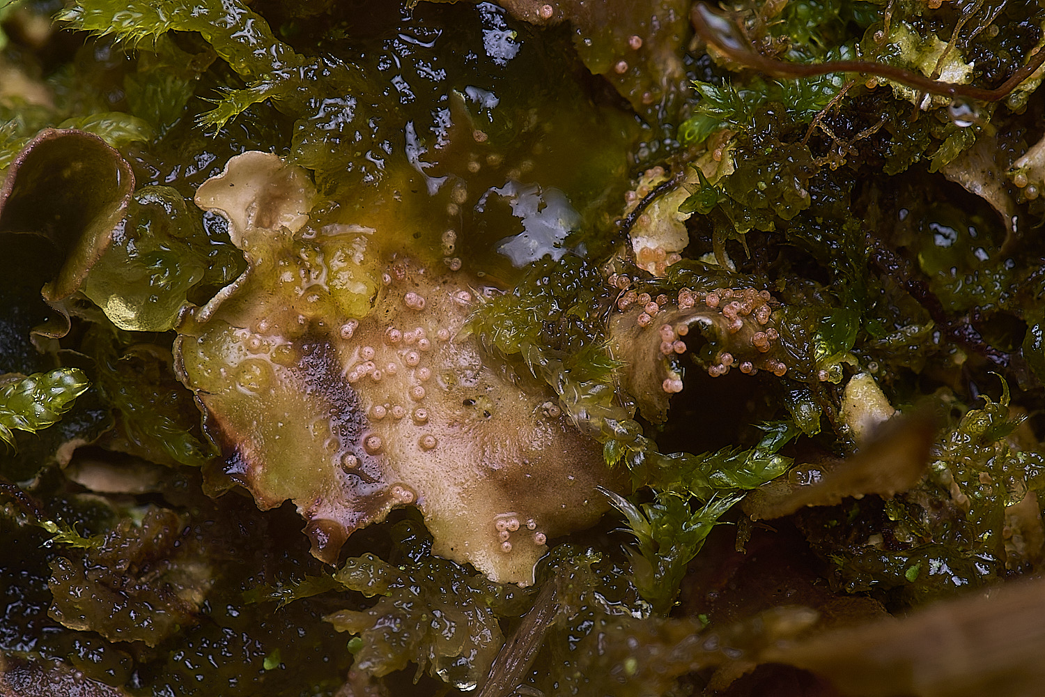 HorseyPronectriatenuispora120226-2