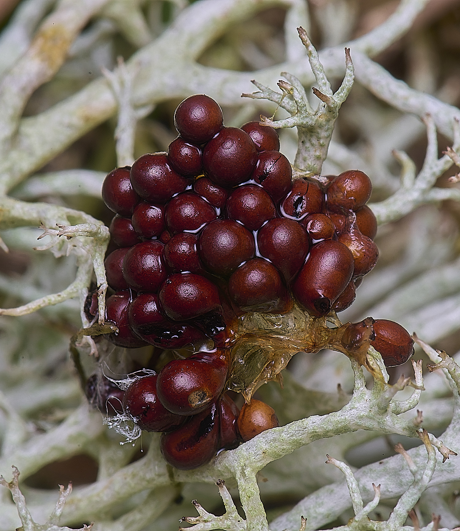 HorseySlimemoldonCportentosa020226-1