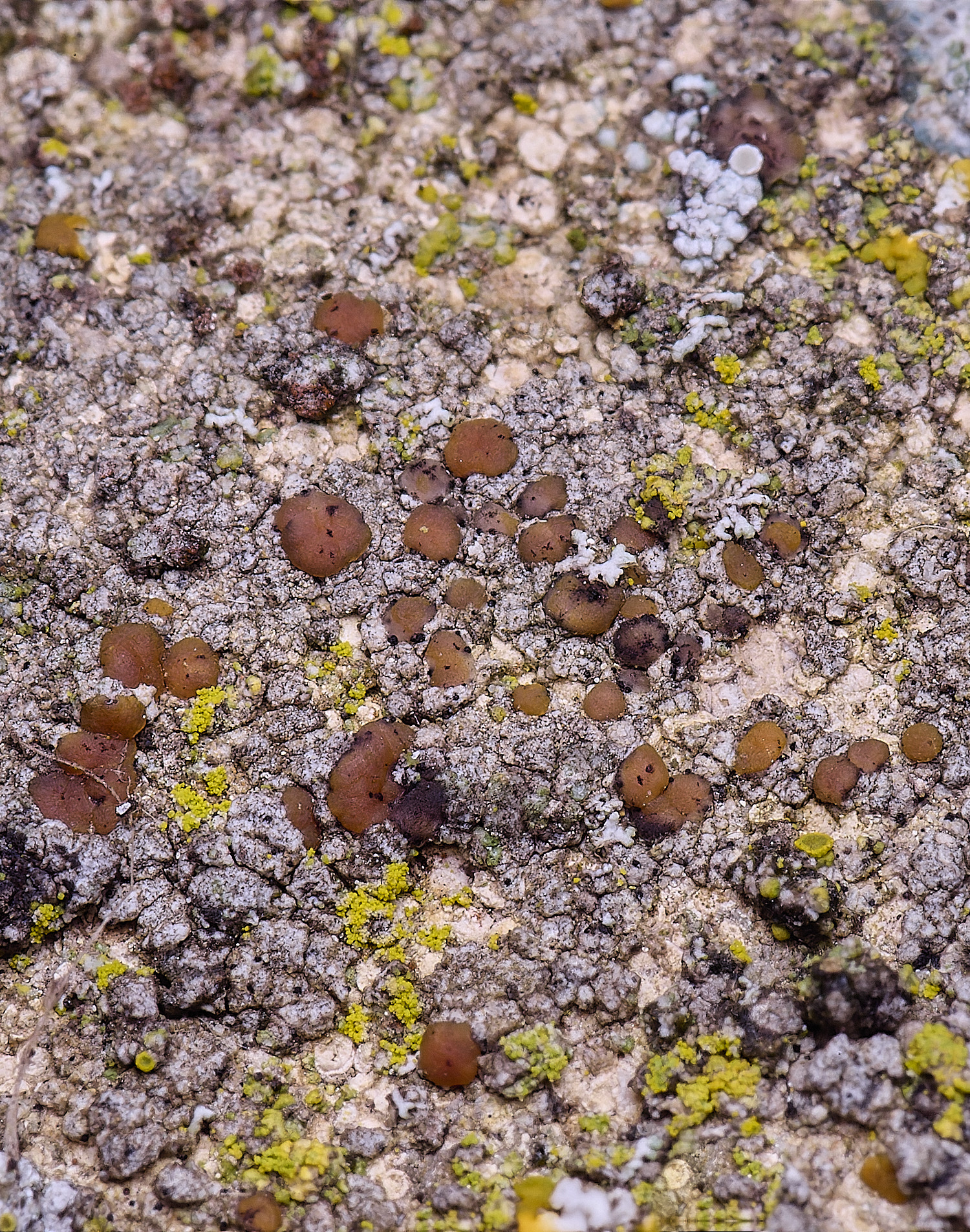 Houghton????080226-2