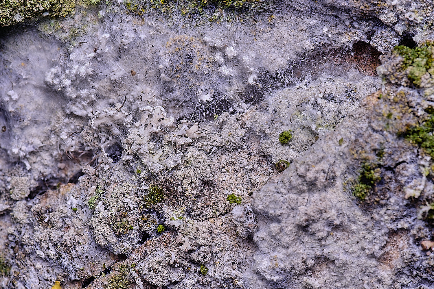 HoughtonAtheliaarachnoidea080226-2