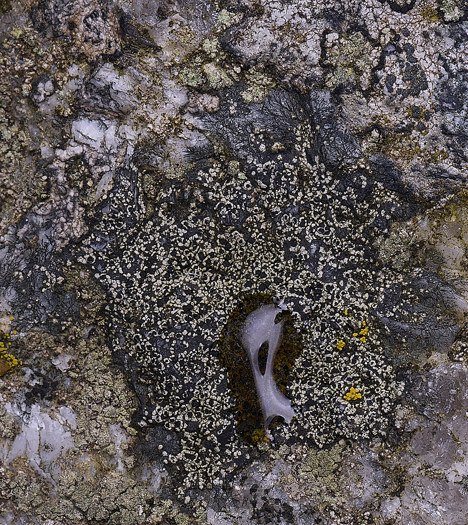 HoughtonBuelliaocellata