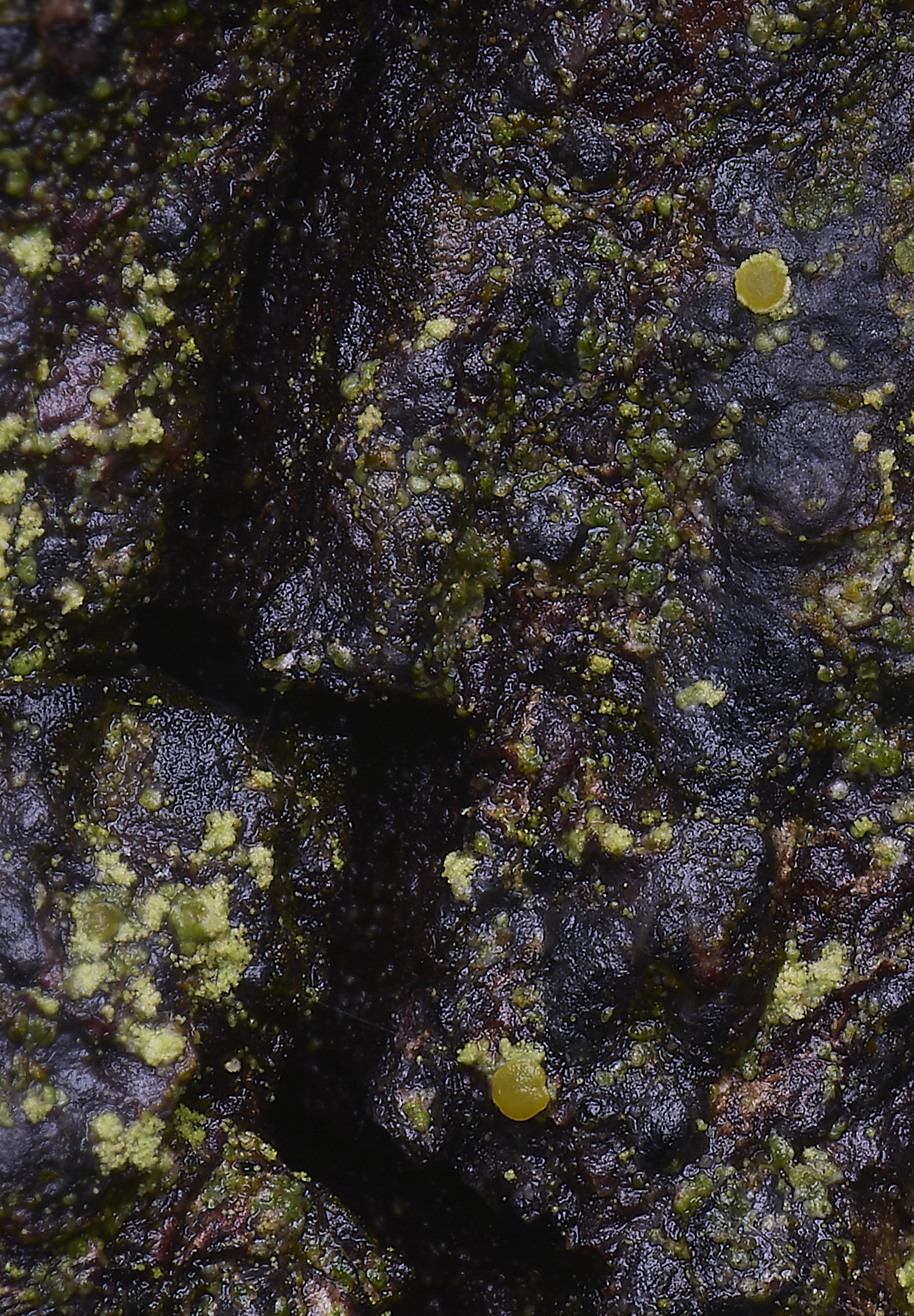 HoughtonCaloplacaScythioriaphlogina080226-2