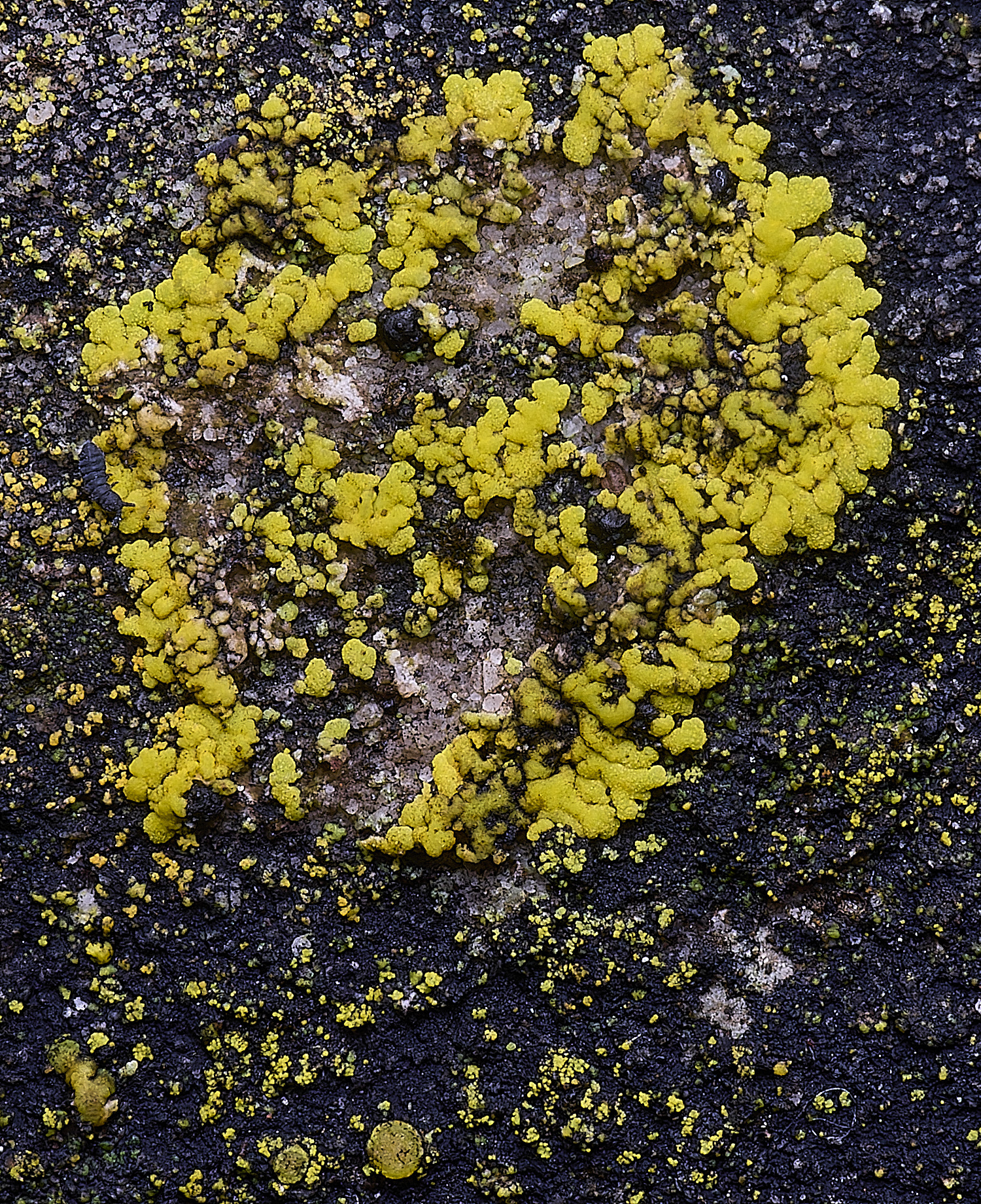 HoughtonCanderlariellamediansd080226-1