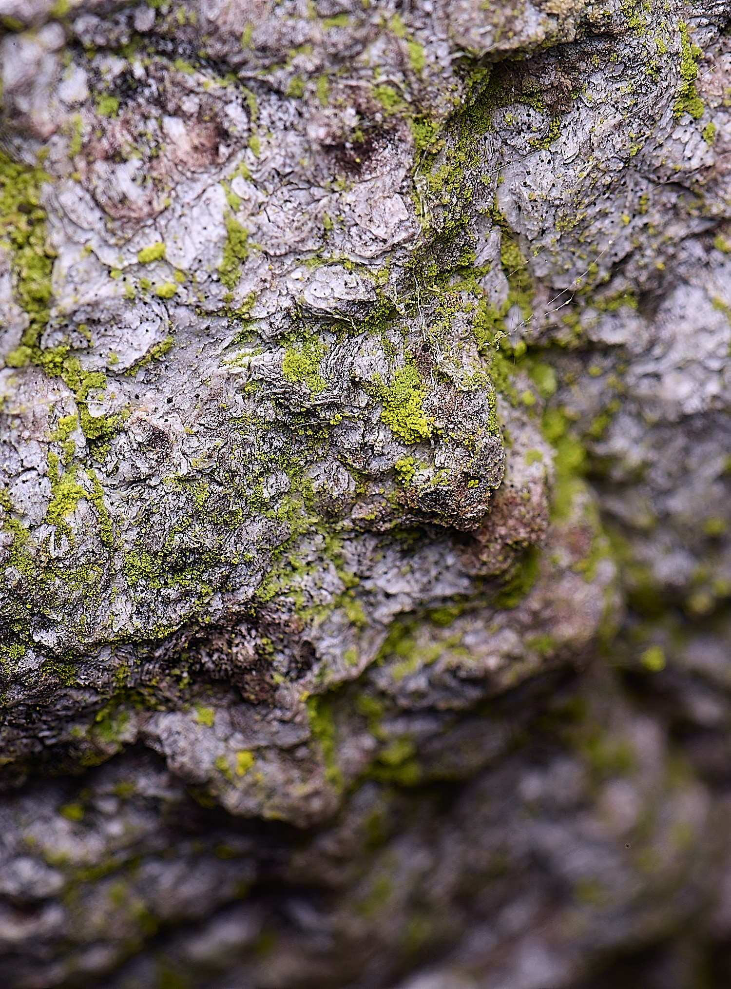 HoughtonChrysothrixSp080226-1