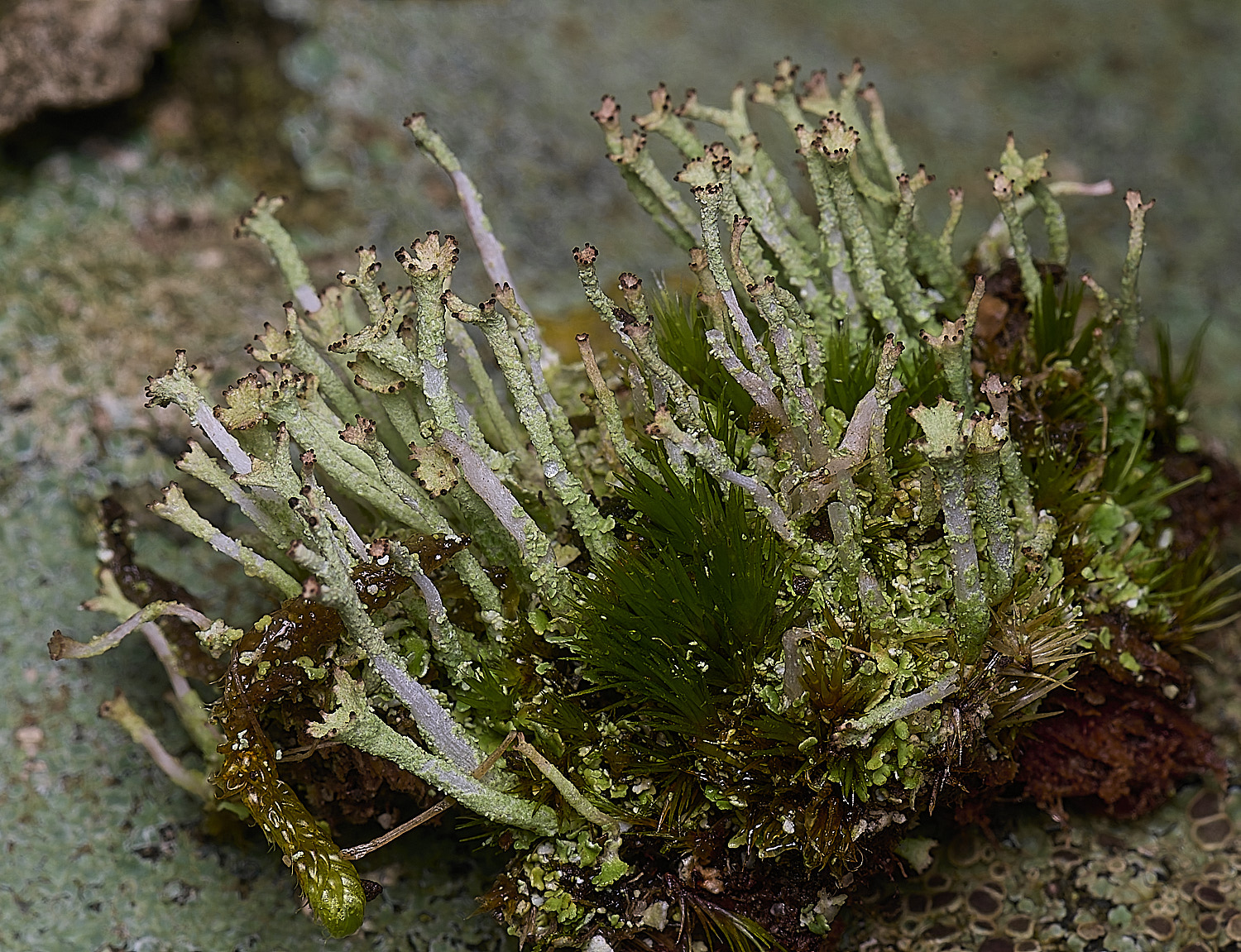 HoughtonCladoniaSp080226-1