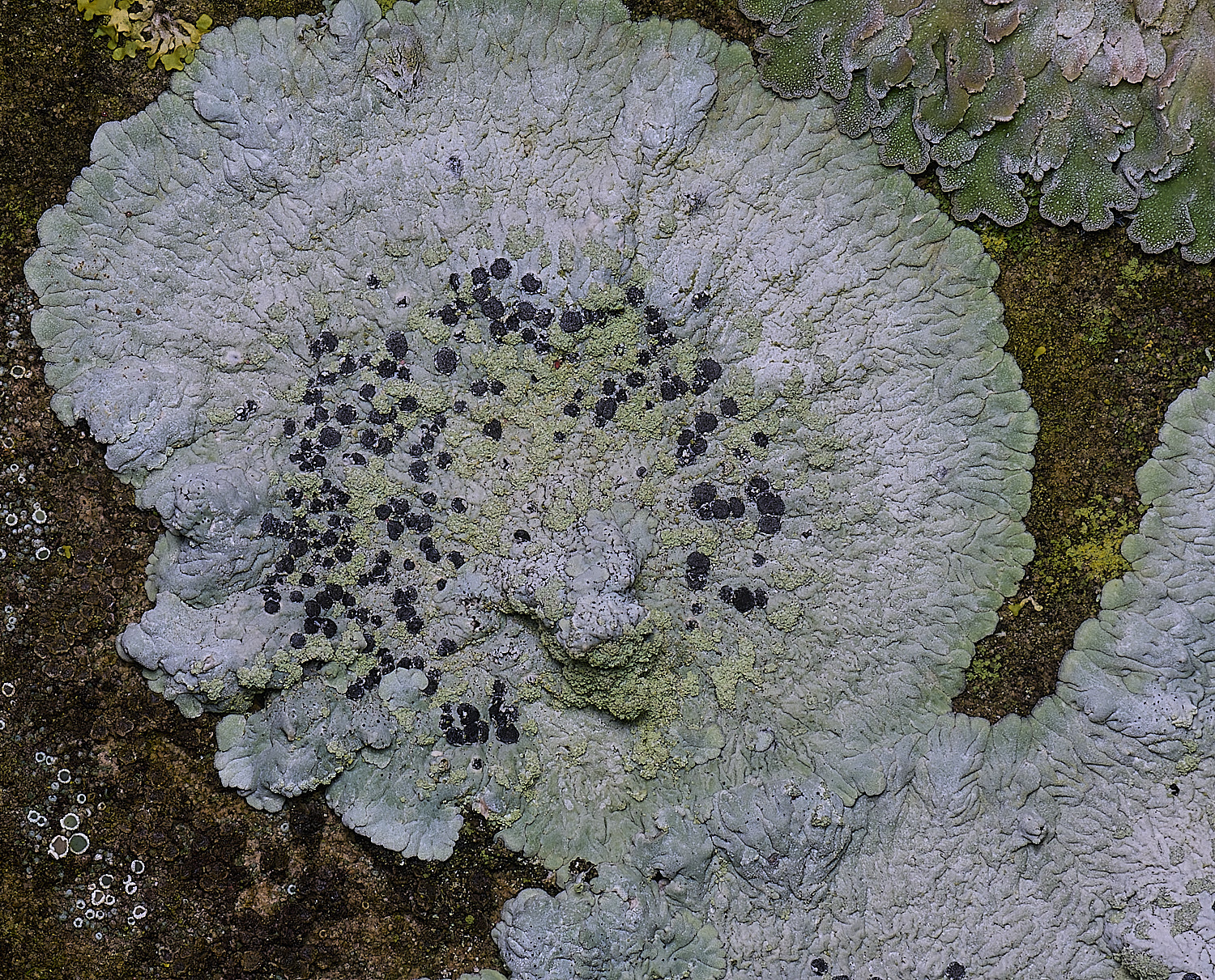 HoughtonDiploiciacanescens080226-1