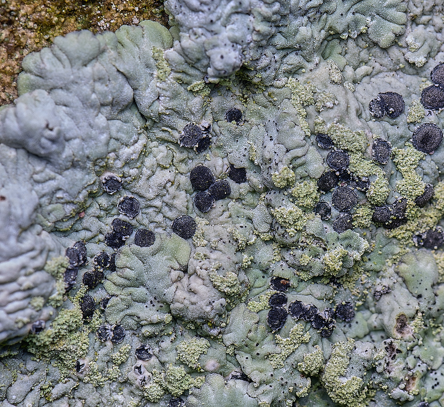 HoughtonDiploiciacanescens080226-2