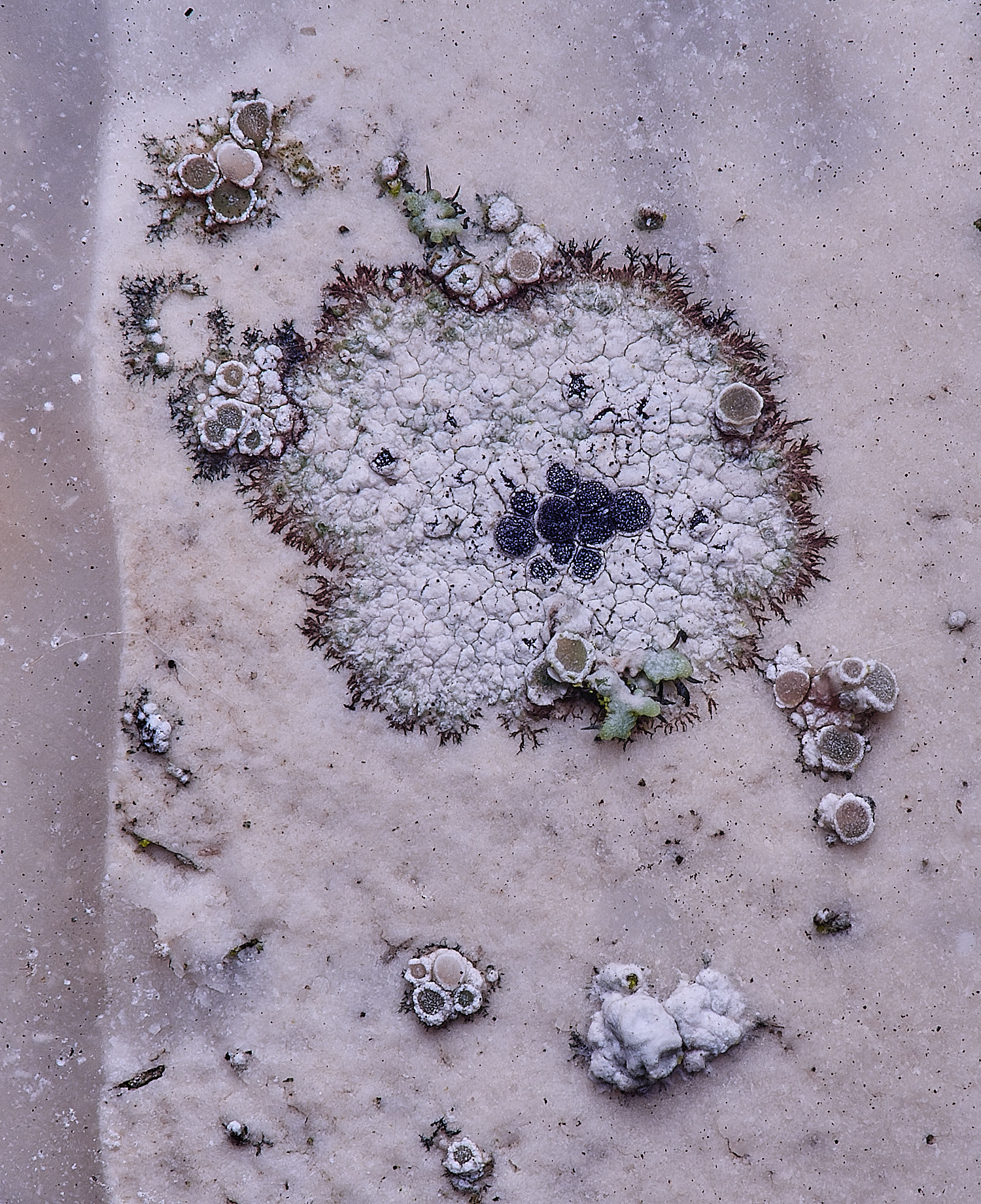 HoughtonDiplotomaalboatrum080226-2