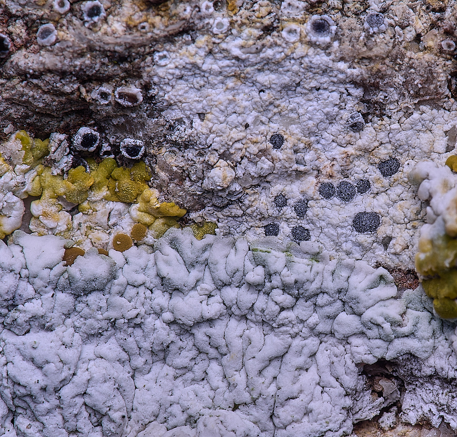 HoughtonDiplotomaalboatrum080226-3